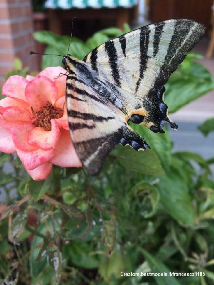 La bellezza del mondo che ci circonda